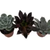 3 Desert Rose Succulent Plants - Echeveria - Small 2" Pots, Vibrant Colors