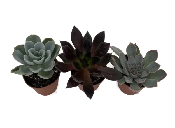 3 Desert Rose Succulent Plants - Echeveria - Small 2" Pots, Vibrant Colors