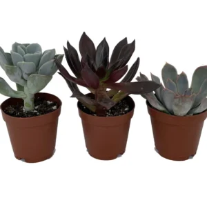 3 Desert Rose Succulent Plants - Echeveria - Small 2" Pots, Vibrant Colors