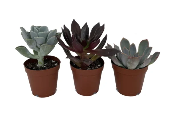 3 Desert Rose Succulent Plants - Echeveria - Small 2" Pots, Vibrant Colors