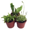 Carnivorous Terrarium Plants - 3 Assorted Varieties - 2" Pots