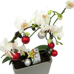 Christmas Infinity Loop White Moth Orchid - 3" Pot in Gray Ceramic