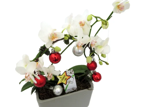 Christmas Infinity Loop White Moth Orchid - 3" Pot in Gray Ceramic