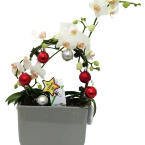 Christmas Infinity Loop White Moth Orchid - 3" Pot in Gray Ceramic