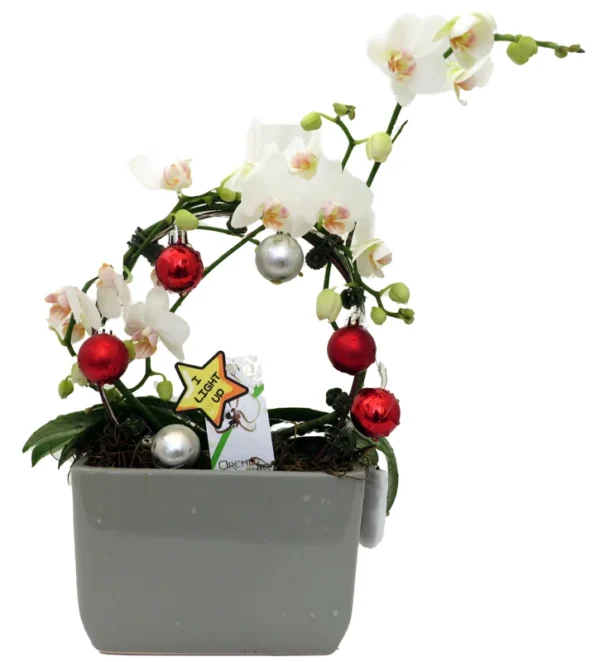 Christmas Infinity Loop White Moth Orchid - 3" Pot in Gray Ceramic