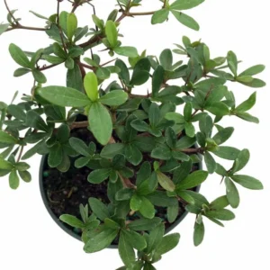 Dwarf Black Olive Tree - Bucida spinosa - Indoor/Outdoor 4" Pot