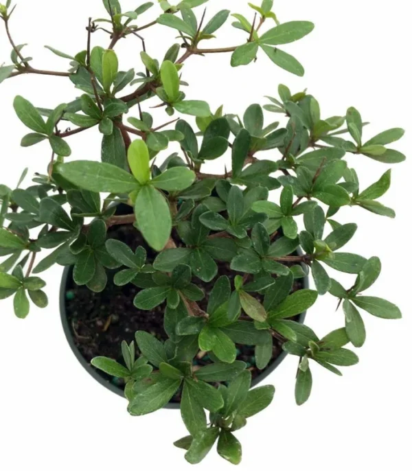 Dwarf Black Olive Tree - Bucida spinosa - Indoor/Outdoor 4" Pot