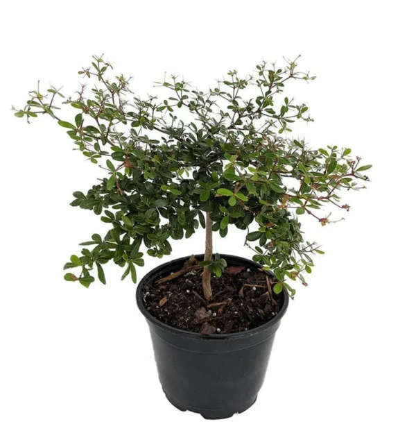 Dwarf Black Olive Tree - Bucida spinosa - Indoor/Outdoor 4" Pot