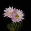 Easter Lily Cactus - Echinopsis Oxygona - 2 Pack 2" Pots