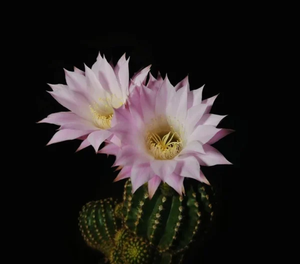 Easter Lily Cactus - Echinopsis Oxygona - 2 Pack 2" Pots