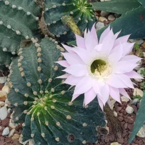 Easter Lily Cactus - Echinopsis Oxygona - 2 Pack 2" Pots