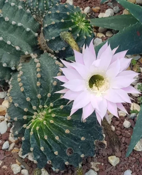 Easter Lily Cactus - Echinopsis Oxygona - 2 Pack 2" Pots