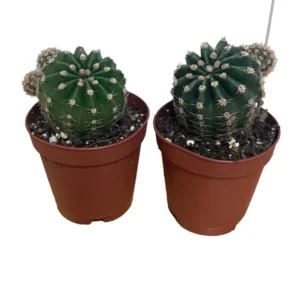 Easter Lily Cactus - Echinopsis Oxygona - 2 Pack 2