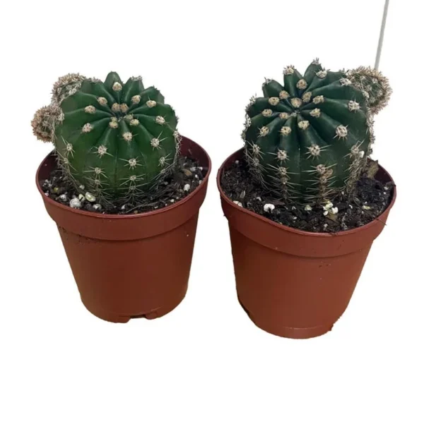 Easter Lily Cactus - Echinopsis Oxygona - 2 Pack 2" Pots