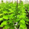 English Telegraph Burpless Cucumber Seeds - Heirloom Variety - 2025