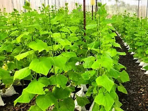 English Telegraph Burpless Cucumber Seeds - Heirloom Variety - 2025