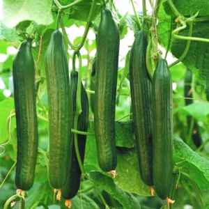 English Telegraph Burpless Cucumber Seeds - Heirloom Variety - 2025