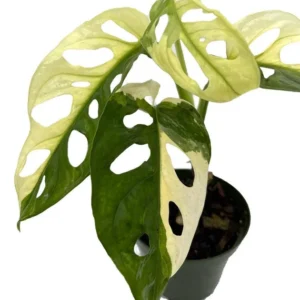 Exotic Variegated Swiss Cheese Plant - Monstera Adansonii - 4" Pot