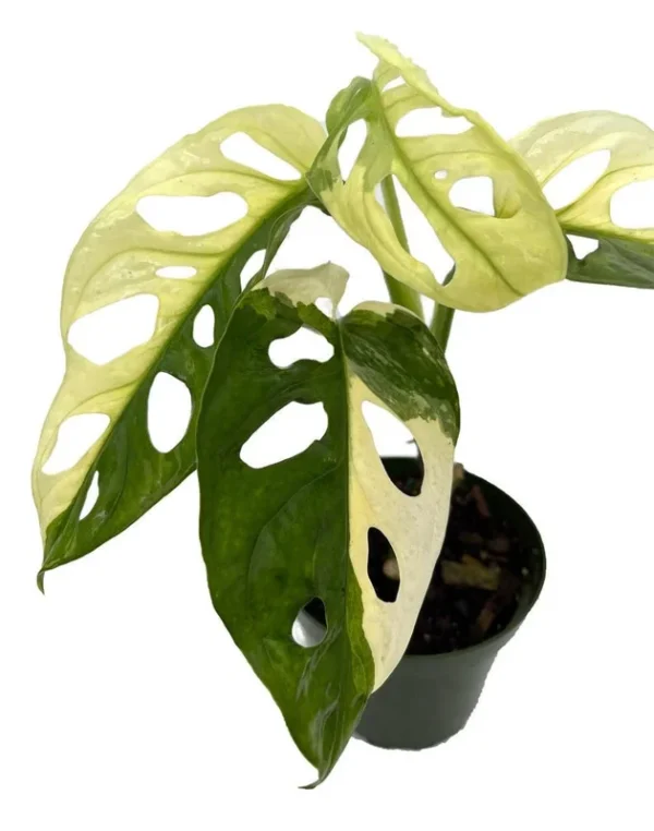 Exotic Variegated Swiss Cheese Plant - Monstera Adansonii - 4" Pot