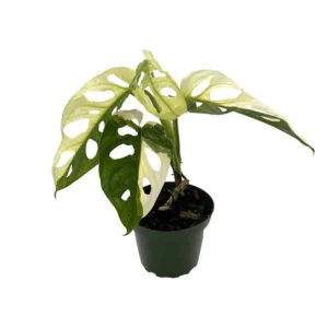 Exotic Variegated Swiss Cheese Plant - Monstera Adansonii - 4" Pot