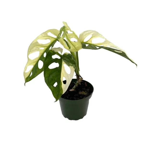 Exotic Variegated Swiss Cheese Plant - Monstera Adansonii - 4" Pot