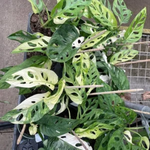 Exotic Variegated Swiss Cheese Plant - Monstera Adansonii - 4