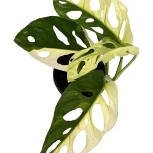 Exotic Variegated Swiss Cheese Plant - Monstera Adansonii - 4