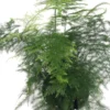 Fern Leaf Plumosus Asparagus Fern - 4" Pot - Live Plant