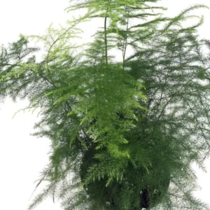 Fern Leaf Plumosus Asparagus Fern - 4" Pot - Live Plant