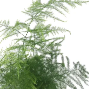 Fern Leaf Plumosus Asparagus Fern - 4" Pot - Live Plant