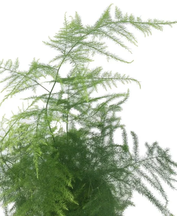 Fern Leaf Plumosus Asparagus Fern - 4" Pot - Live Plant