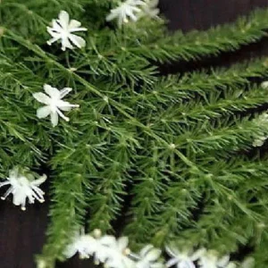 Fern Leaf Plumosus Asparagus Fern - 4