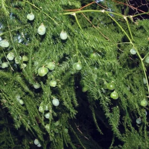 Fern Leaf Plumosus Asparagus Fern - 4