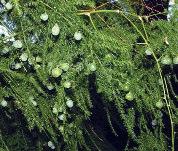 Fern Leaf Plumosus Asparagus Fern - 4" Pot - Live Plant