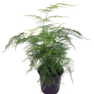 Fern Leaf Plumosus Asparagus Fern - 4