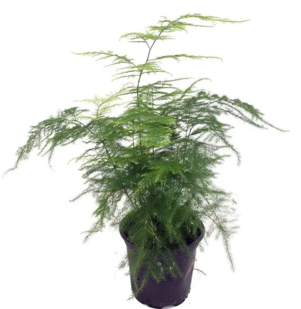 Fern Leaf Plumosus Asparagus Fern - 4" Pot - Live Plant