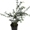 Finger Caviar Lime Tree - 5" Pot - Culinary Citrus Plant