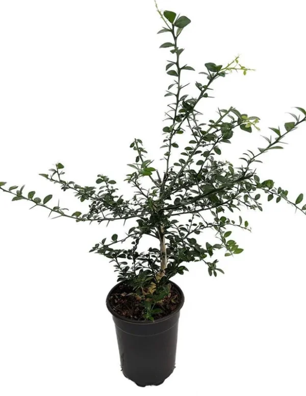 Finger Caviar Lime Tree - 5" Pot - Culinary Citrus Plant