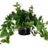 Funky Frog Peperomia Angulata - Tropical Houseplant - 4" Pot