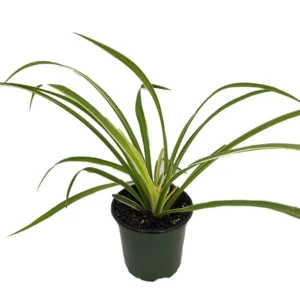 Hawaiian Spider Plant - Air-Purifying - 4" Pot - Easy-Care Houseplant