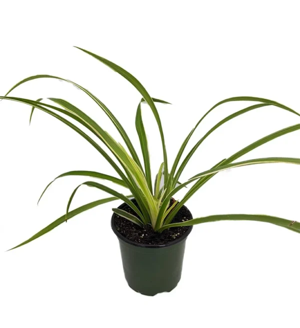 Hawaiian Spider Plant - Air-Purifying - 4" Pot - Easy-Care Houseplant