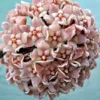 Hindu Rope Plant - Hoya carnosa compacta - 4" Hanging Basket - Exotic Indoor Plant