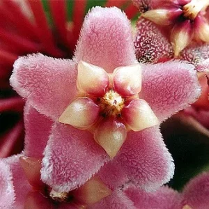 Hindu Rope Plant - Hoya carnosa compacta - 4