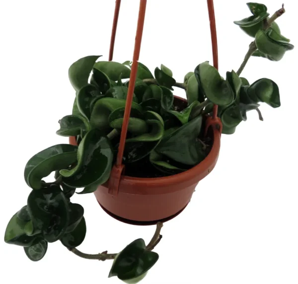 Hindu Rope Plant - Hoya carnosa compacta - 4" Hanging Basket - Exotic Indoor Plant