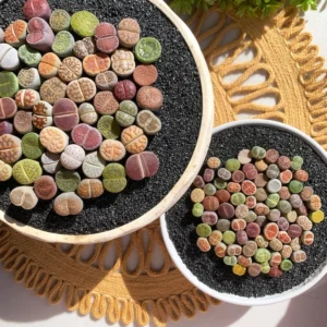 Lithops DIY Large Random Mix - Rare Live Succulents Bare Root