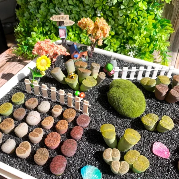 Lithops DIY Large Random Mix - Rare Live Succulents Bare Root