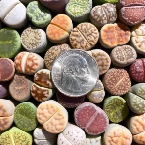 Lithops DIY Large Random Mix - Rare Live Succulents Bare Root