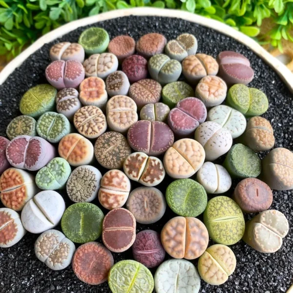 Lithops DIY Large Random Mix - Rare Live Succulents Bare Root