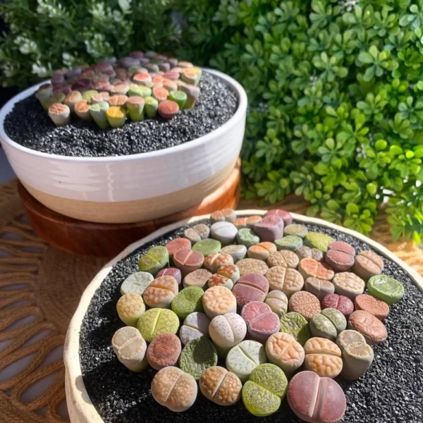 Lithops DIY Large Random Mix - Rare Live Succulents Bare Root