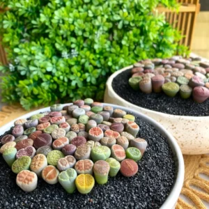 Lithops DIY Large Random Mix - Rare Live Succulents Bare Root